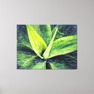 Agave Attenuata  Canvas Print