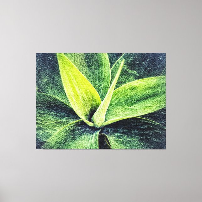 Agave Attenuata  Canvas Print (Front)