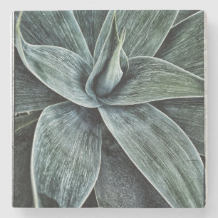 Agave Attenuata Stone Coaster