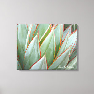 Agave 'Blue Glow' canvas by Debra Lee Baldwin Print
