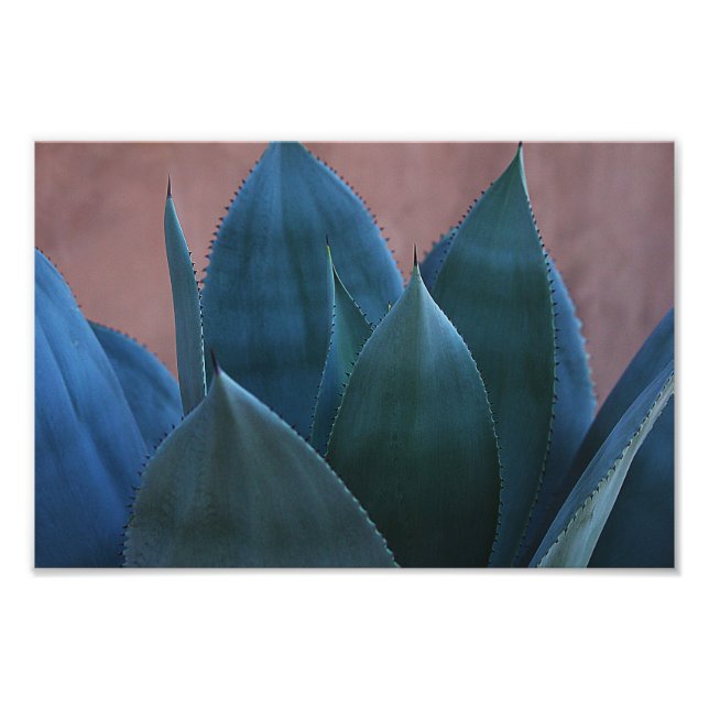 Agave cactus 02 photo print (Front)