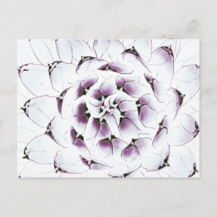 Agave Cactus Postcard