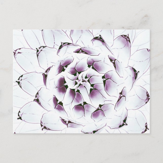 Agave Cactus Postcard (Front)