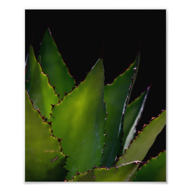 Agave glow photo print (Front)