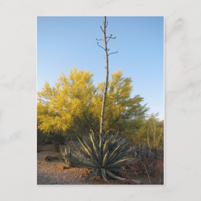 Agave in Bloom Postcard (Front)