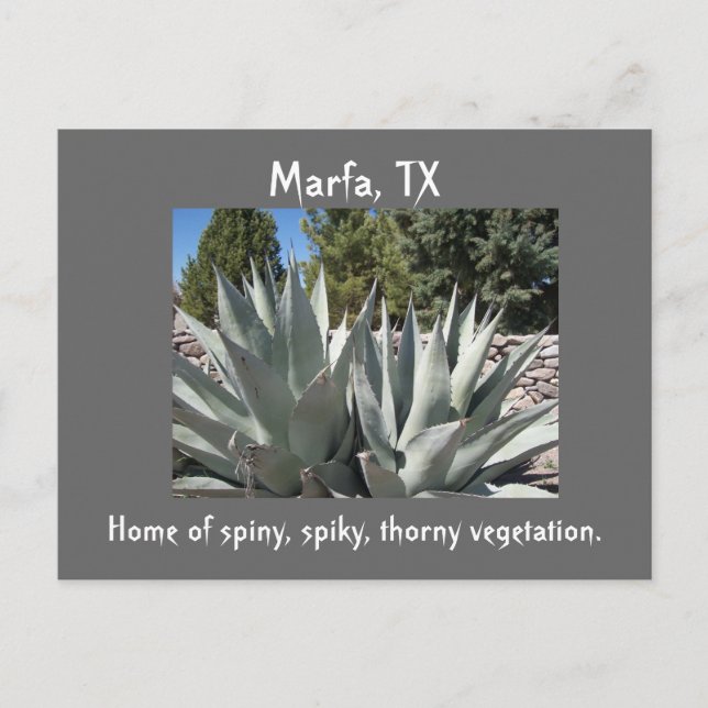Agave Marfa, Texas Postcard (Front)