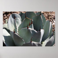 Agave parryi poster