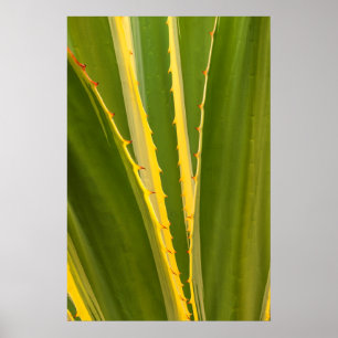 Agave Plant Abstract Poster