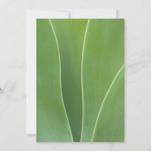 Agave Plant Close Up Thank You Card