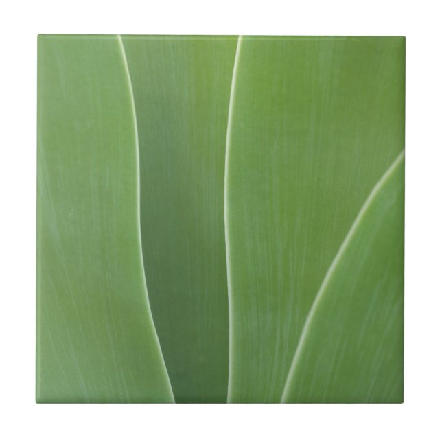 Agave Plant Close Up Tile (Front)