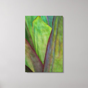 Agave Plant Detail Canvas Print