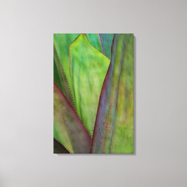 Agave Plant Detail Canvas Print (Front)