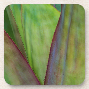Agave Plant Detail Coaster