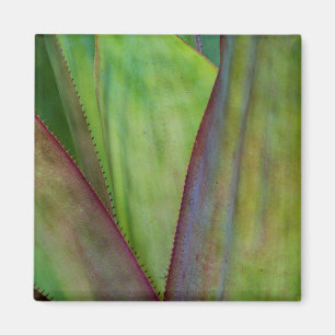 Agave Plant Detail Magnet