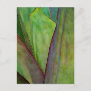 Agave Plant Detail Postcard
