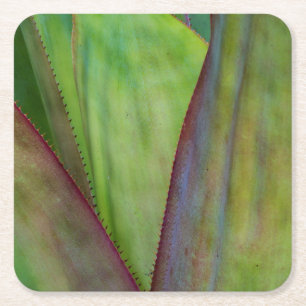 Agave Plant Detail Square Paper Coaster