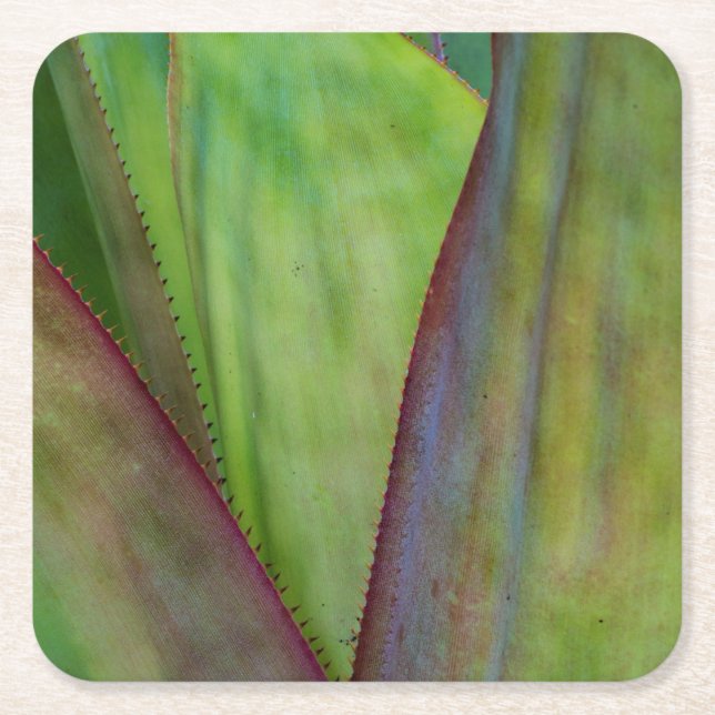 Agave Plant Detail Square Paper Coaster (Front)