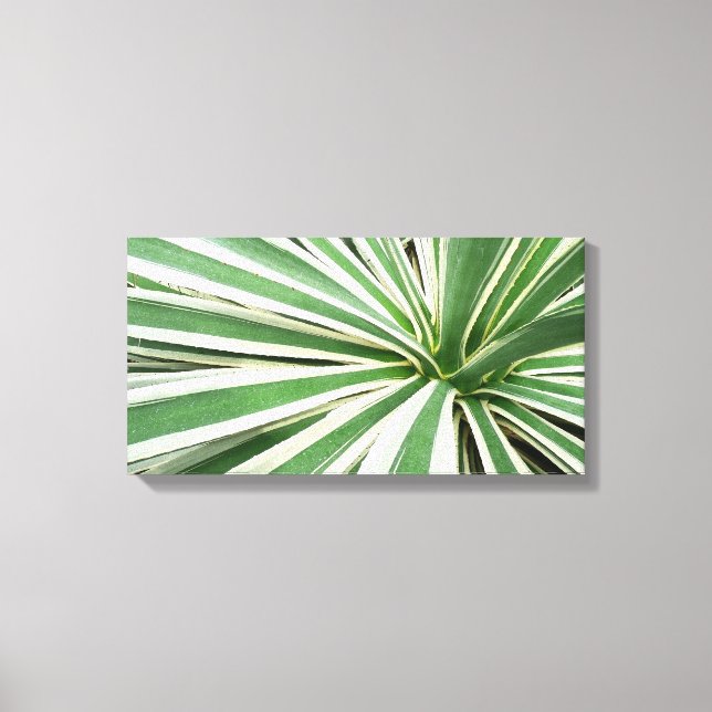 Agave Plant Green and White Striped Canvas Print (Front)