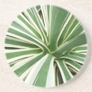 Agave Plant Green and White Striped Coaster