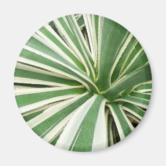 Agave Plant Green and White Striped Magnet