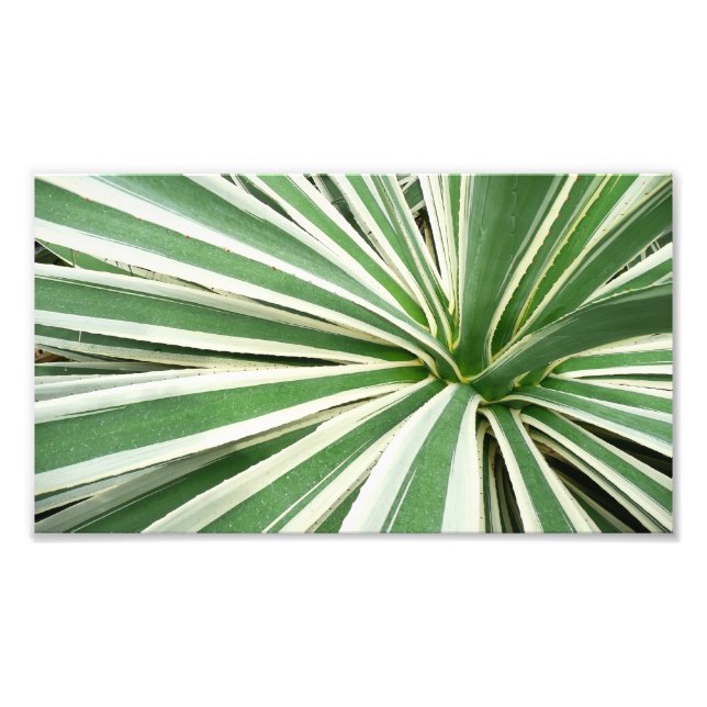Agave Plant Green and White Striped Photo Print (Front)