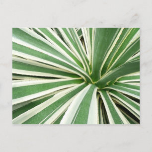 Agave Plant Green and White Striped Postcard