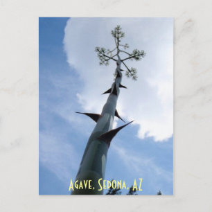 Agave, Sedona, AZ Postcard