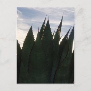 Agave Skyrockets Postcard
