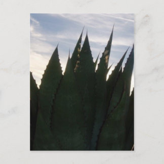 Agave Skyrockets Postcard