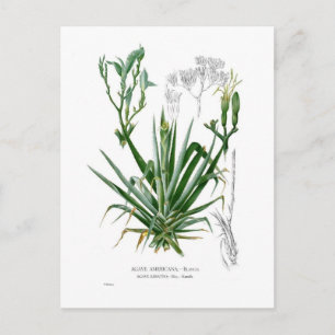 Agave species postcard