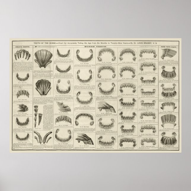 Age of Horse by Teeth Chart Anatomy Poster (Front)