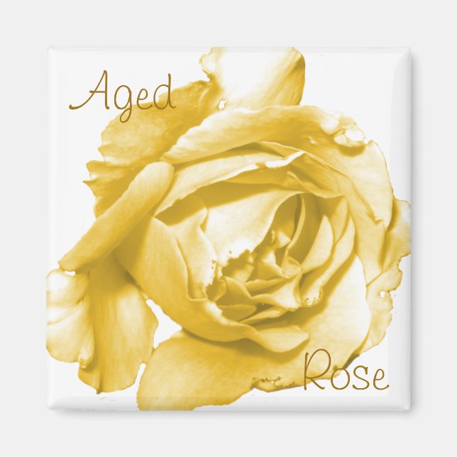 Aged Rose Square Magnet (Front)