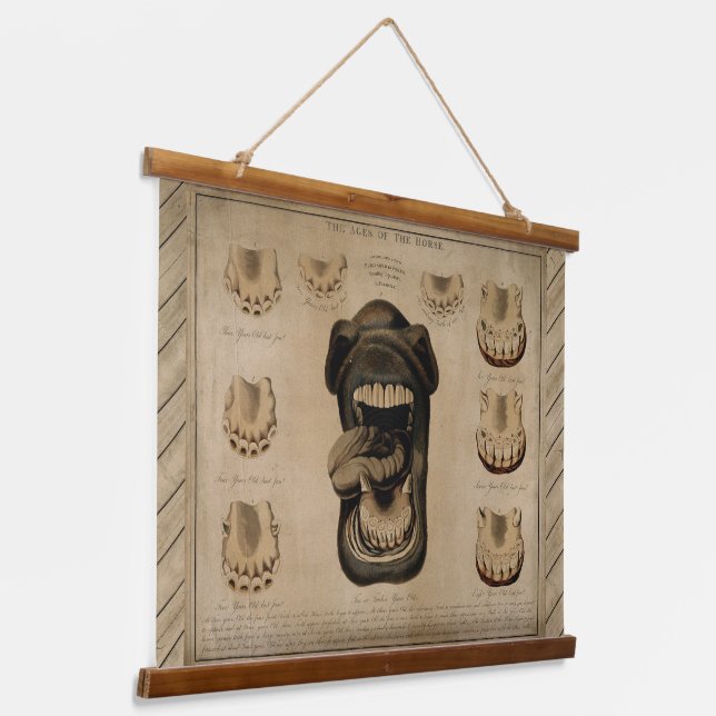 Ages of the Horse, Mouth Teeth Equine Dental Chart Hanging Tapestry (Angled)