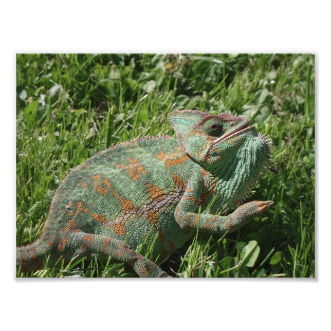 Aggressive Chameleon Photo Print (Front)