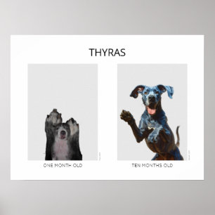 Aging personalized Great Dane Poster