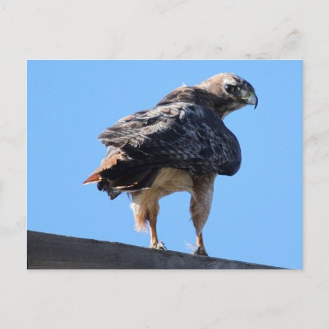 Agitated Red Tail Hawk Postcard (Front)