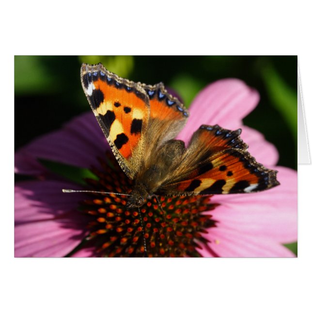 Aglais urticae (Front Horizontal)