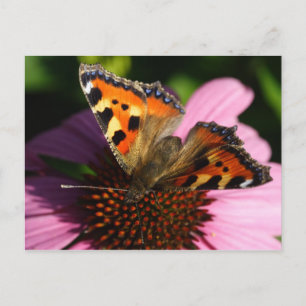 Aglais urticae postcard