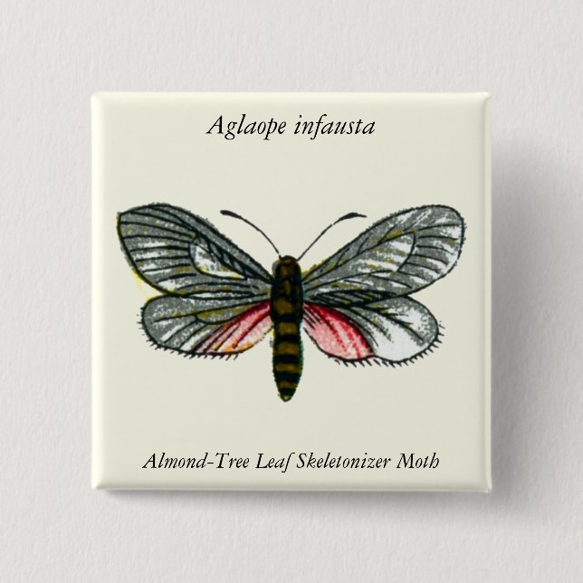 Aglaope infausta - Almond-Tree Leaf Skeletonizer 15 Cm Square Badge (Front)