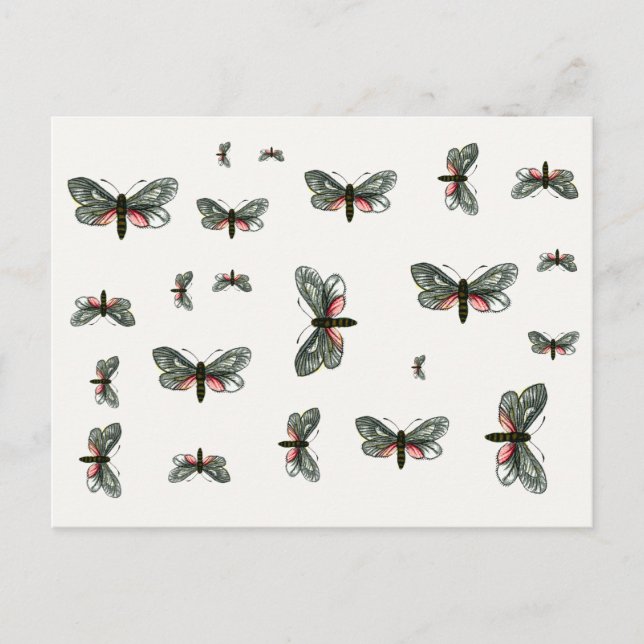 Aglaope infausta - Almond-Tree Leaf Skeletonizer Postcard (Front)