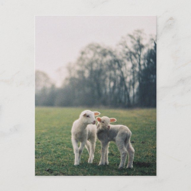 Agneaux Postcard (Front)