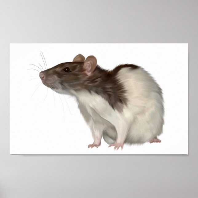 Agouti Hooded Rat Poster (Front)