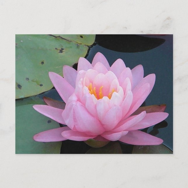 AH- Pink Water Lily Postcard (Front)