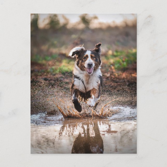 AI Dog  Postcard (Front)