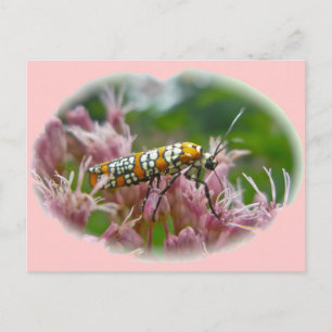 Ailanthus Webworm Moth (Atteva punctella) Items Postcard