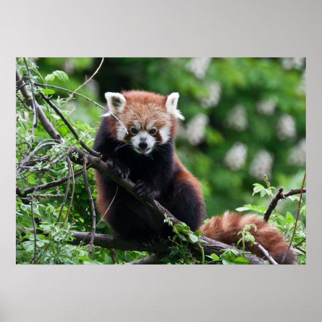 Ailurus fulgens poster (Front)