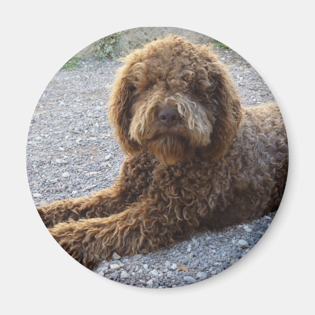 aimant avec lagotto marron magnet (Front)