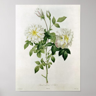 Aime Vibere engraved by Eustache Hyacinthe Poster