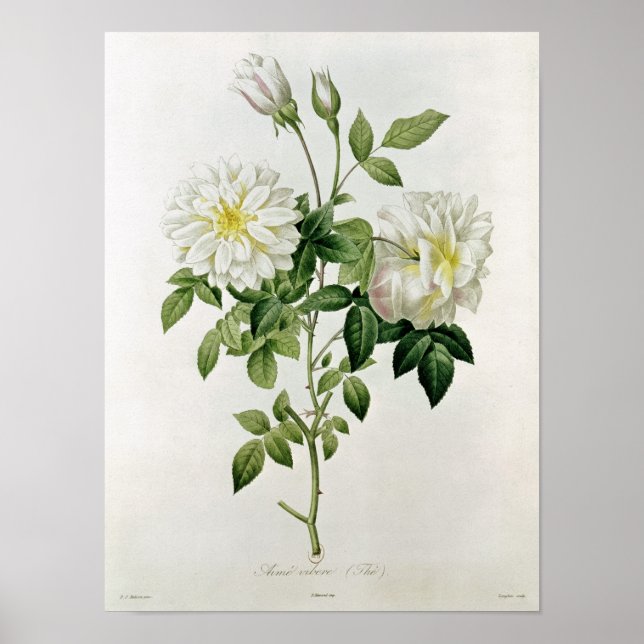Aime Vibere  engraved by Eustache Hyacinthe Poster (Front)