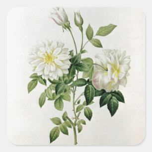 Aime Vibere  engraved by Eustache Hyacinthe Square Sticker